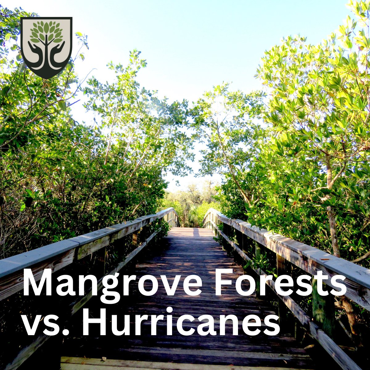 ForestAmerican's tweet image. A collab between UC Santa Cruz Center for Coastal Climate Resilience, @EastCarolina, @Moodys, and @nature_org is the first to use catastrophe risk industry models to show the benefits of mangrove forests in Florida.

#itcomesfromatree #propertyprotection #hurricanes #flooddamage
