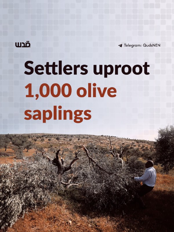 Israeli settlers uprooted around 1,000 olive saplings before ploughing Palestinian-owned land in the town of Turmus Ayya, northeast of Ramallah, on Friday, according to Wafa news agency.

Witnesses told Wafa that the settlers ploughed a 2.5-hectare olive-planted area in an