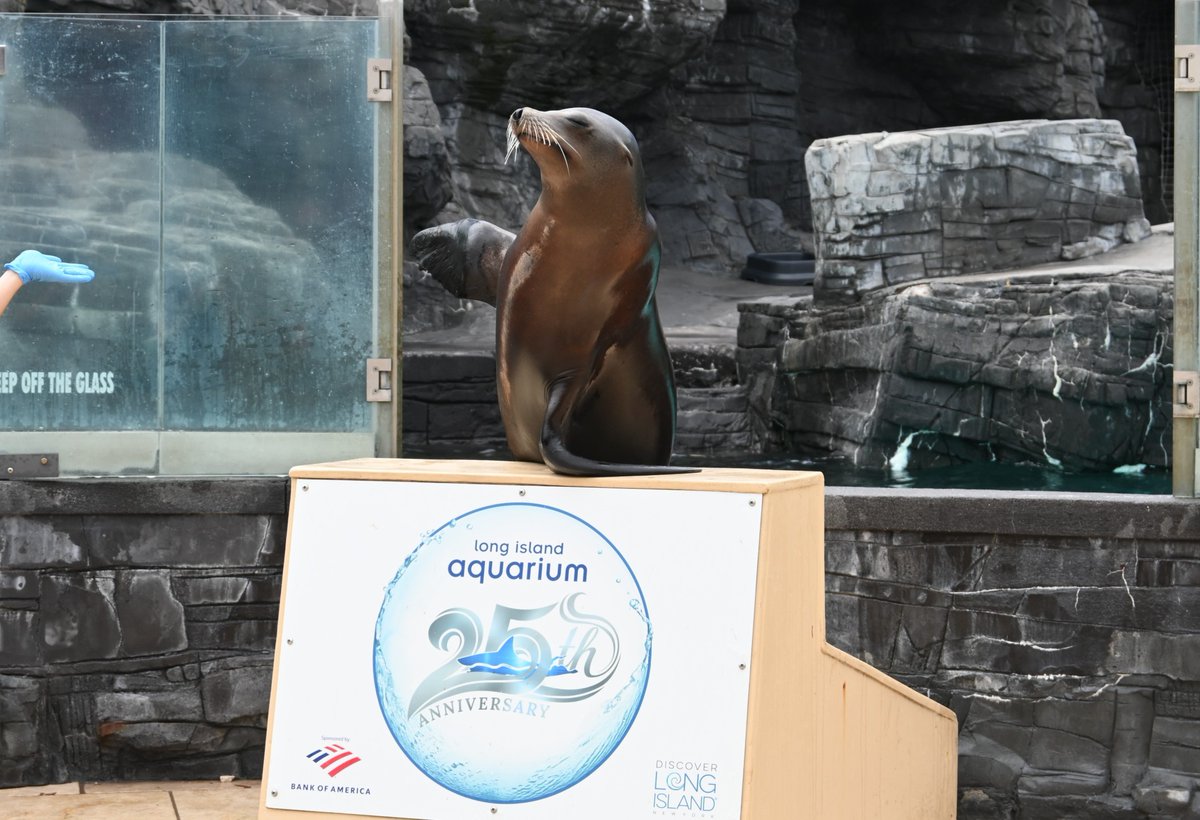 Our California sea lions are having a blast in their newly updated habitat! Be sure to stop by and say hi 👋