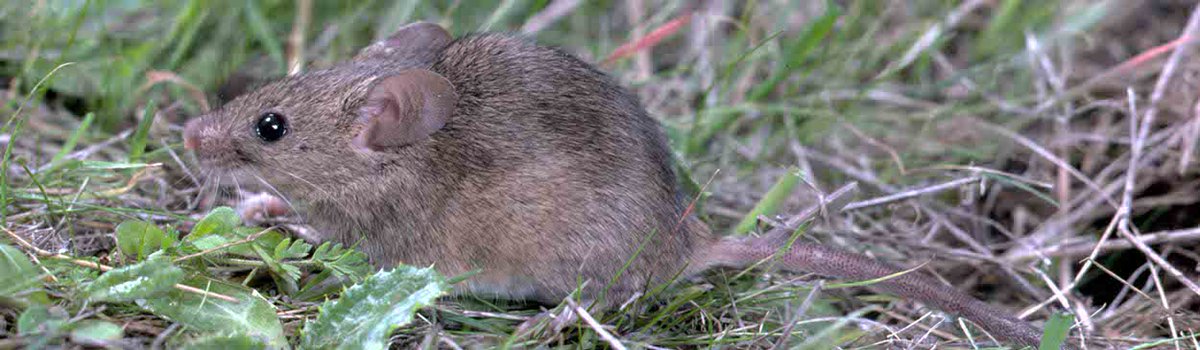 Cornell Integrated Pest Management tweet media