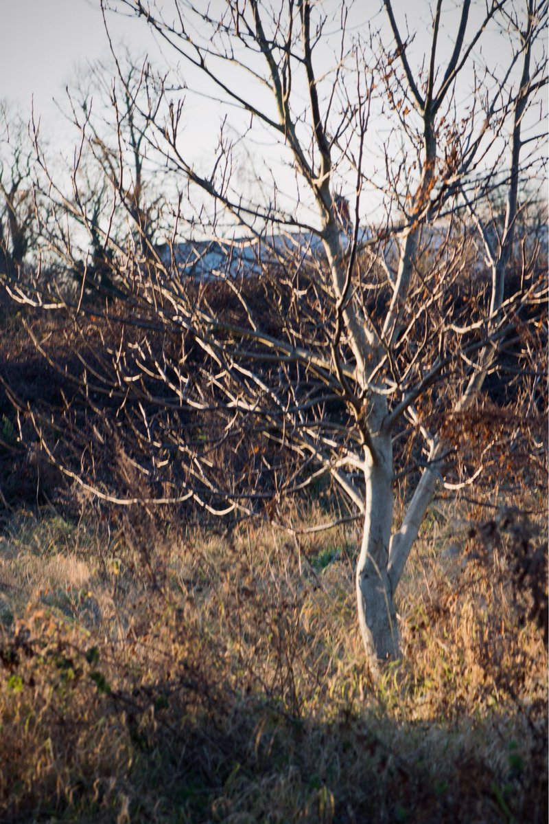 WeirdInTheWade's tweet image. We’re about to enter that eerie time between Christmas and New Year, winterval or betwixtmas some call it. Either way it’s when the days run into one and time seems to stand still. 
Celebrate this weird time with an online storytelling event! On 29/12 
WintervalWeird.eventbrite.co.uk