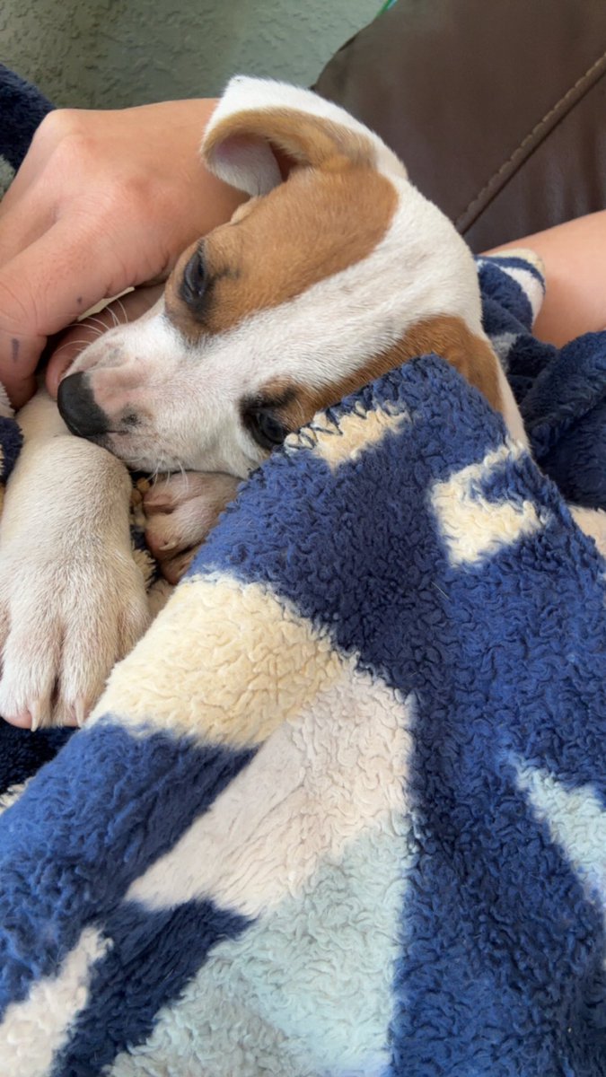 Curr puppies and Pendleton blankets 🥰🥰