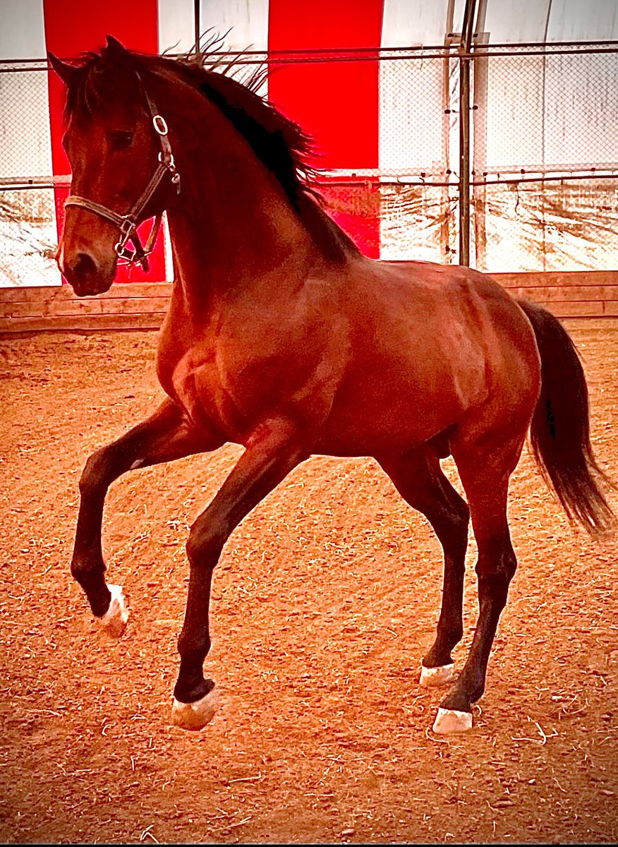 🧿🧿🧿🔥🔥🔥 R U N N E R   B U L L🔥🔥🔥🧿🧿🧿

                               🔥🧿🧿2 0 2 6🧿🧿🔥