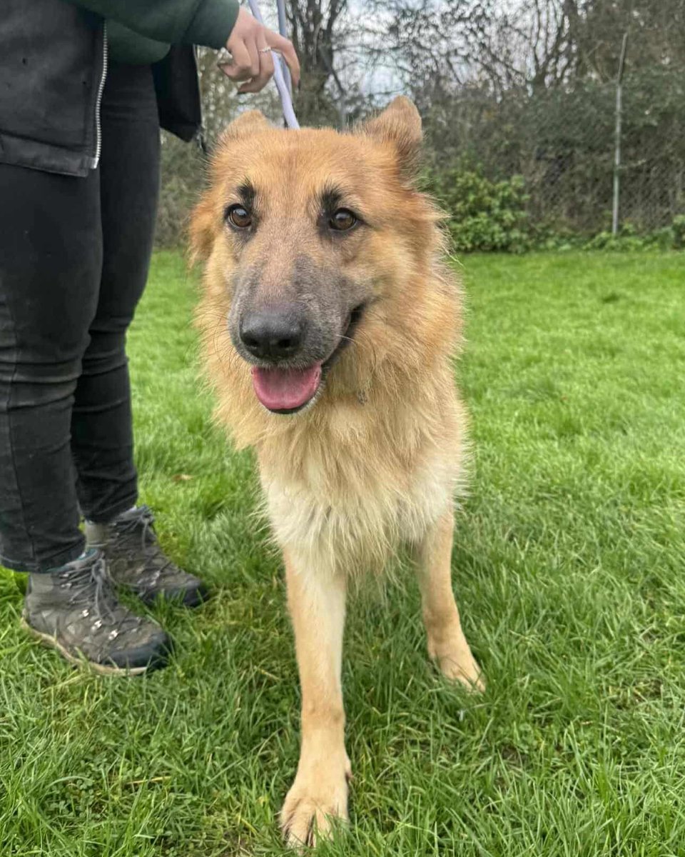 Urgent, please retweet to help find rescue shelter spaces or foster homes for 6 German Shepherd type dogs due to be killed in a council pound #MOLD #WALES #UK  26 Dec 2025 💔💔💔
Please contact Shads Legacy Rescue below if you could adopt, foster or offer a rescue shelter space