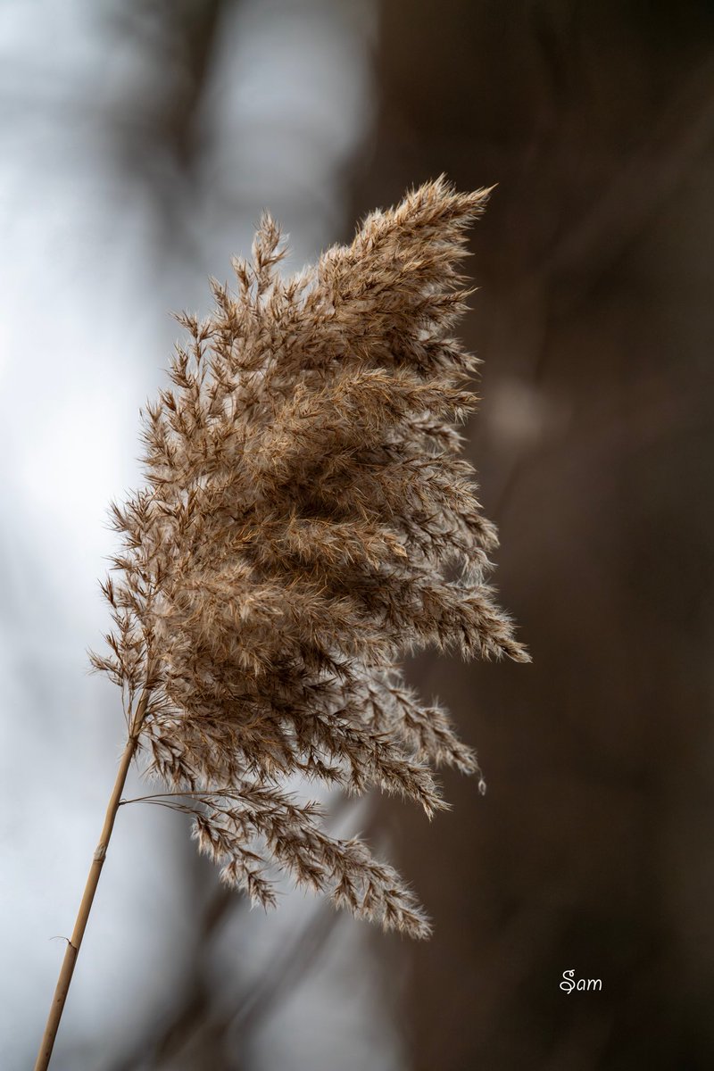 Winter reeds by the frozen lake.
Still standing.
Still whispering.
Still here when everything else has gone quiet. ❄️🌾