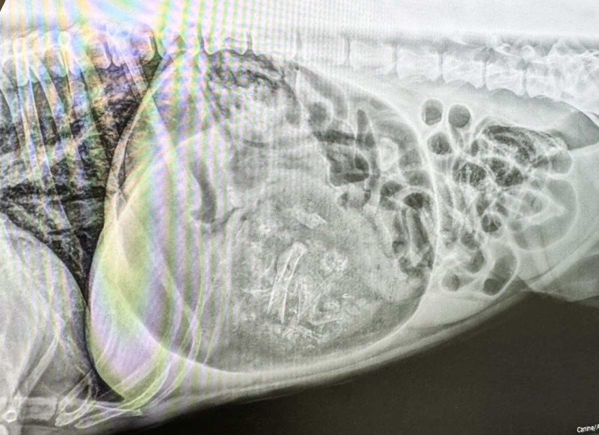 Dernière consultation de la journée, le chien respire mal. 
Tu m’étonnes !!