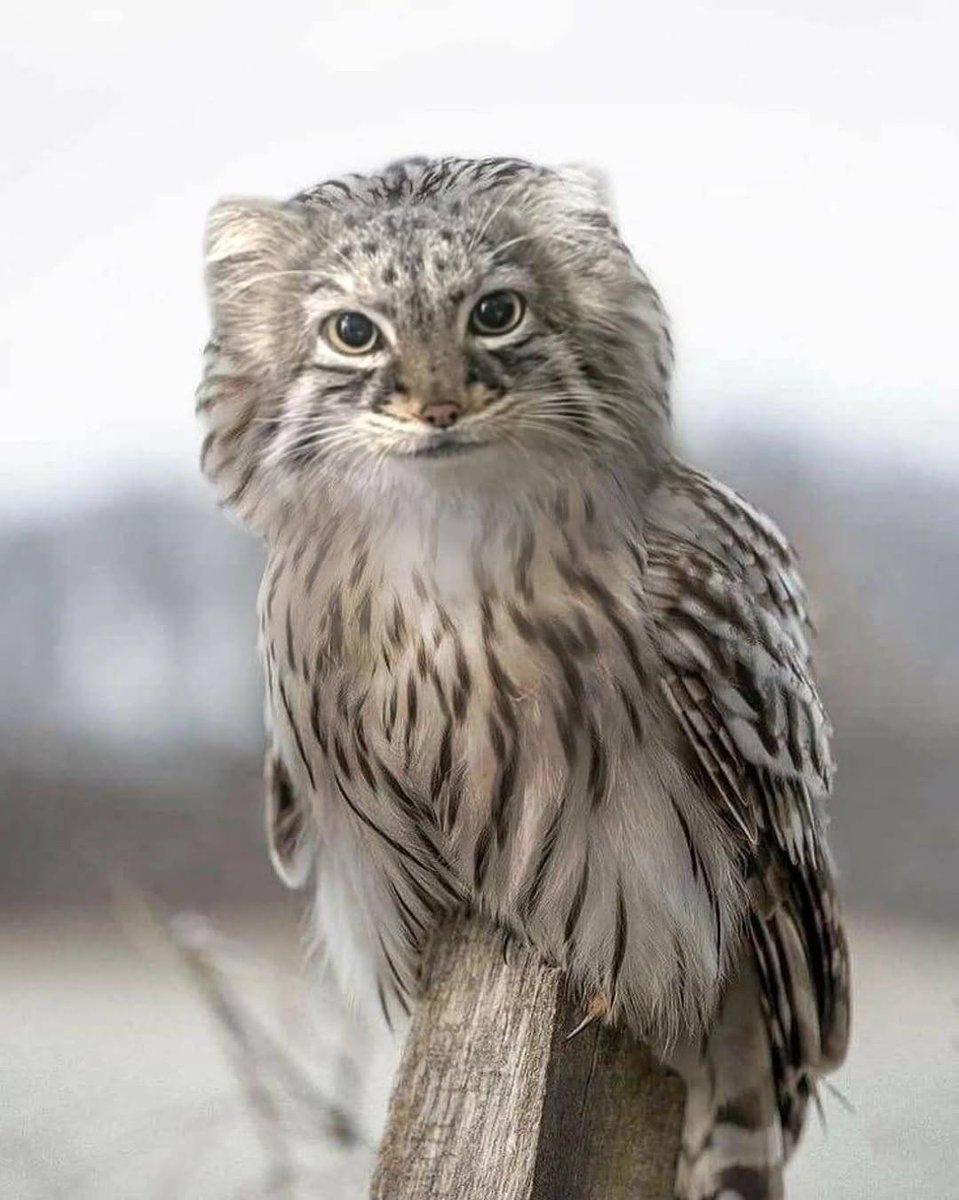 DailyMantle tweet media