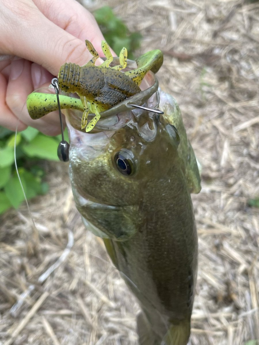 𓆛𓆜スー𓆝𓆞 (@suu1007_2022) / Posts / X