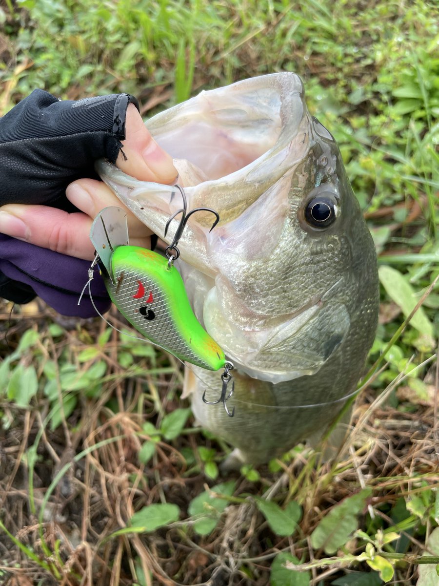 超超大量！超お得！バス釣り　まとめ売り　おまけ付き♡ 𓆛𓆜スー𓆝𓆞 (@suu1007_2022) / Posts / X