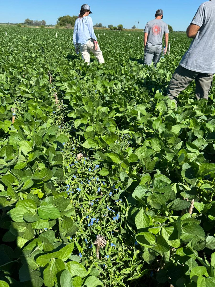 Nuevo #PuntoEnlist en la localidad de Corral de Bustos, junto a los Ings. Agrs. Joaquín Jaime (CPL Corteva) y José Luis Zorzín (Más Hectáreas), donde recorrimos un ensayo de commelina erecta bajo control del #SistemaEnlist 💪🌱

¡Gracias por acompañarnos! 🙌
#VerParaCrecer