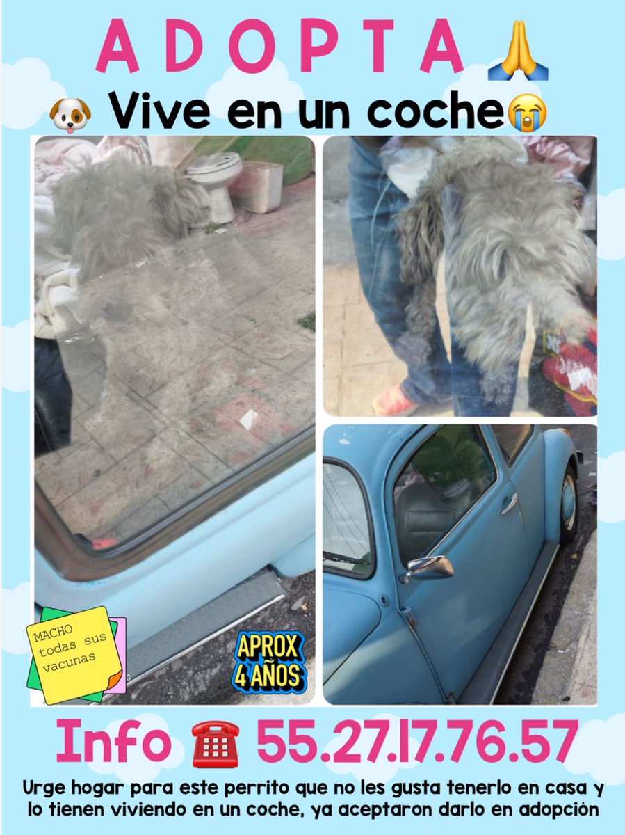 A difundir, amigos!!
Para que sea adoptado en un hogar responsable 🙏