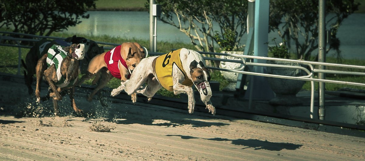 greyhoundstats's tweet image. Palm Beach Kennel Club is the only OTB in Palm Beach County -- 1111 N Congress Ave, West Palm Beach, FL, 561.683.2222.
Bet the simulcast greyhound races at PBKC -- open Wednesday to Sunday. Stats and Tips are ready 👉greyhounds.com #Picks #StatAttack
