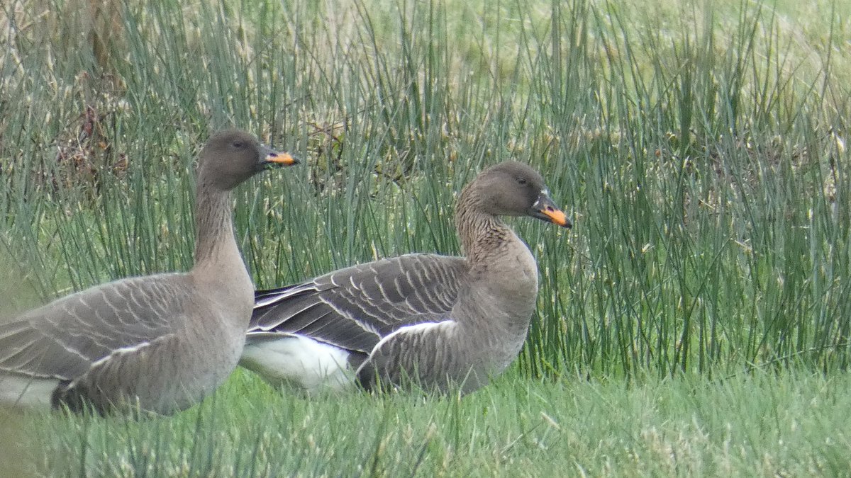 Semajsmada1's tweet photo. Seven gorgeous, relaxed Tundra Bean Goose seen today out on #AmberleyWildbrooks nature reserve today, watched with Mum on our Boxing Day walk. They landed right next to us! @RSPBPulborough #BoxingDay #tundrabeangoose #goose https://t.co/fGgFc3HH5L