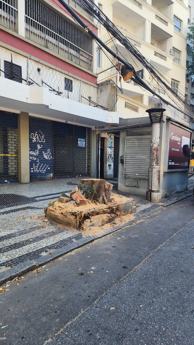 belom4tt's tweet image. lembrando dos comentários que recebi falando que era só uma poda e jaja ela crescia de novo kkk