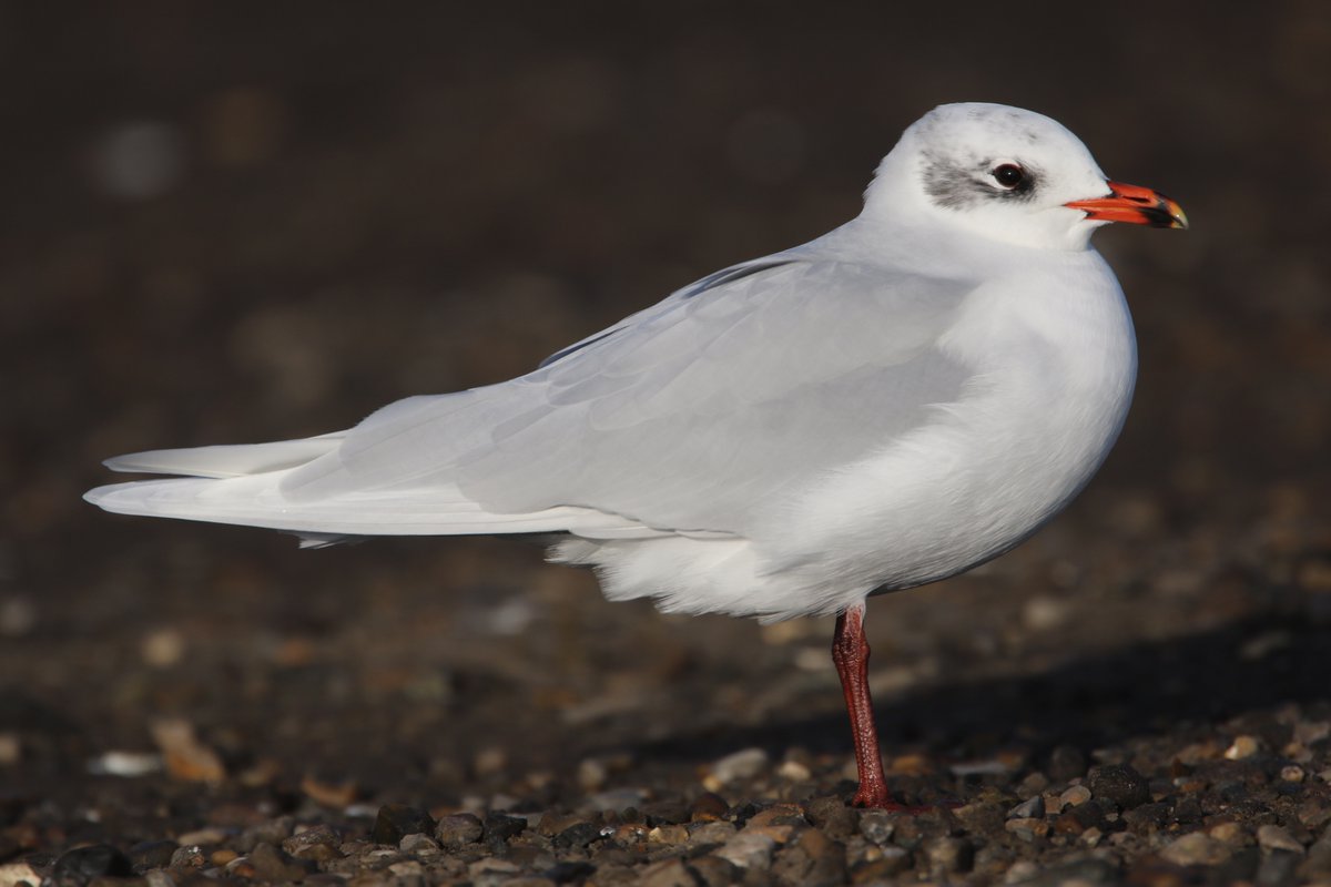 Peter Ransome tweet media