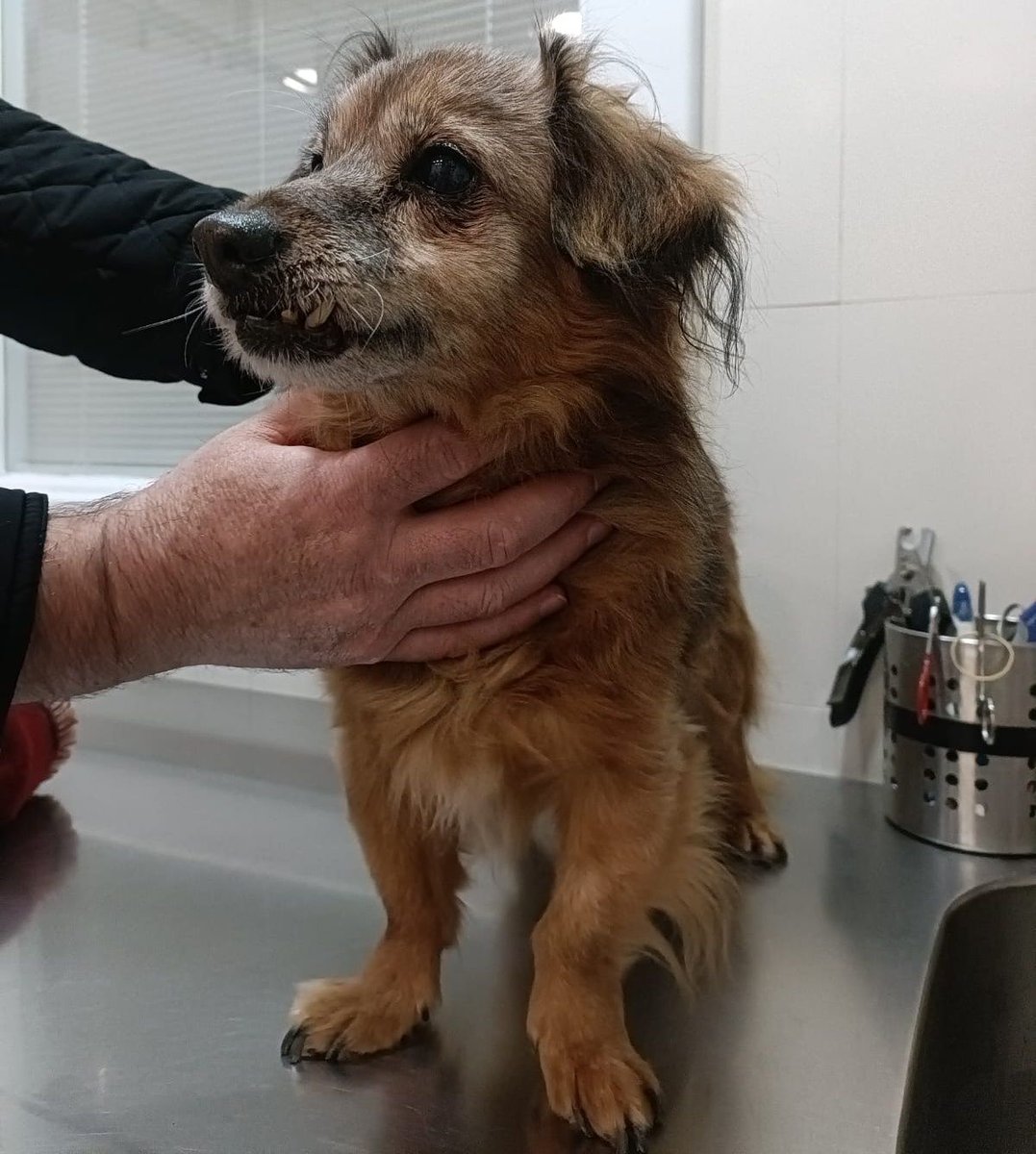 SosAbuelos1's tweet image. 🔴 ¿𝐋𝐞 𝐜𝐨𝐧𝐨𝐜𝐞𝐬?? ¿𝐒𝐚𝐛𝐞𝐬 𝐝𝐞 𝐪𝐮𝐢é𝐧 𝐞𝐬??

Él es #TANO, un perrete adoptado en 2018 de la protectora @NuevaVidaAdop 

Alguien lo ha visto en la calle y lo ha llevado a una clínica veterinaria para leer el chip.

Los teléfonos de contacto que tenemos en el…