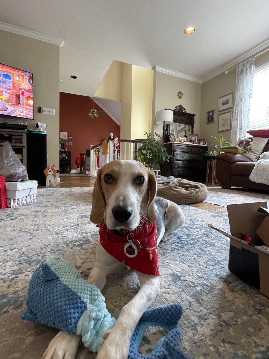 BeaglePasha's tweet photo. #SecretBeagleReveal2025 #SecretBeagle #SantaPaws @Karmathebeagle was my Secret Beagle this year. It is my first year with this tradition n am so happy to carry on after Pasha&amp;Mischa. M says I still need to learn opening 🎁🙈Thank you auntie E &amp; Lily Bug 🎄❤️ https://t.co/ZX3dFBAYdW