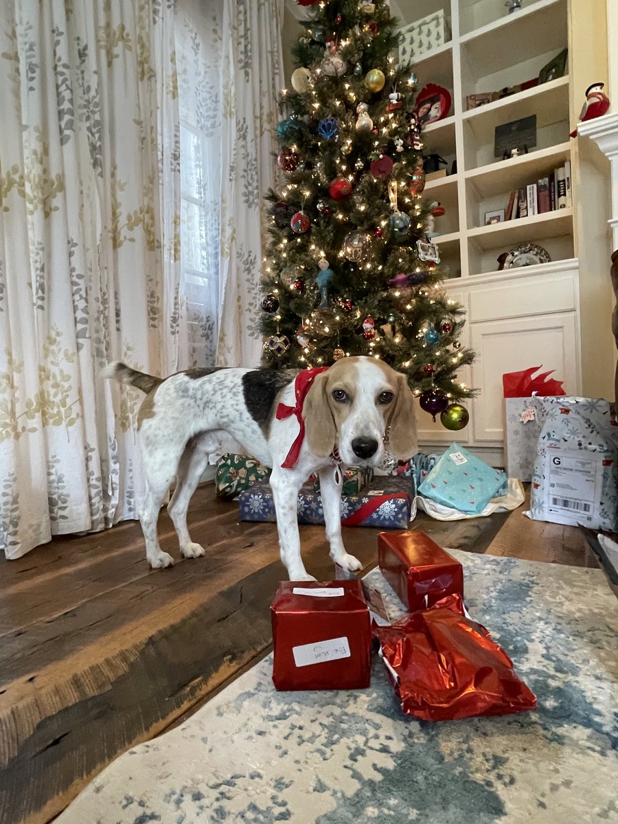 BeaglePasha's tweet photo. #SecretBeagleReveal2025 #SecretBeagle #SantaPaws @Karmathebeagle was my Secret Beagle this year. It is my first year with this tradition n am so happy to carry on after Pasha&amp;Mischa. M says I still need to learn opening 🎁🙈Thank you auntie E &amp; Lily Bug 🎄❤️ https://t.co/ZX3dFBAYdW