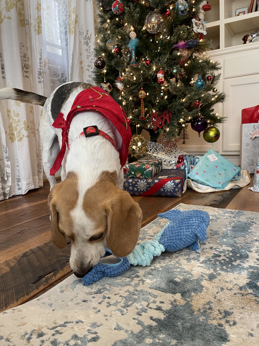 BeaglePasha's tweet photo. #SecretBeagleReveal2025 #SecretBeagle #SantaPaws @Karmathebeagle was my Secret Beagle this year. It is my first year with this tradition n am so happy to carry on after Pasha&amp;Mischa. M says I still need to learn opening 🎁🙈Thank you auntie E &amp; Lily Bug 🎄❤️ https://t.co/ZX3dFBAYdW