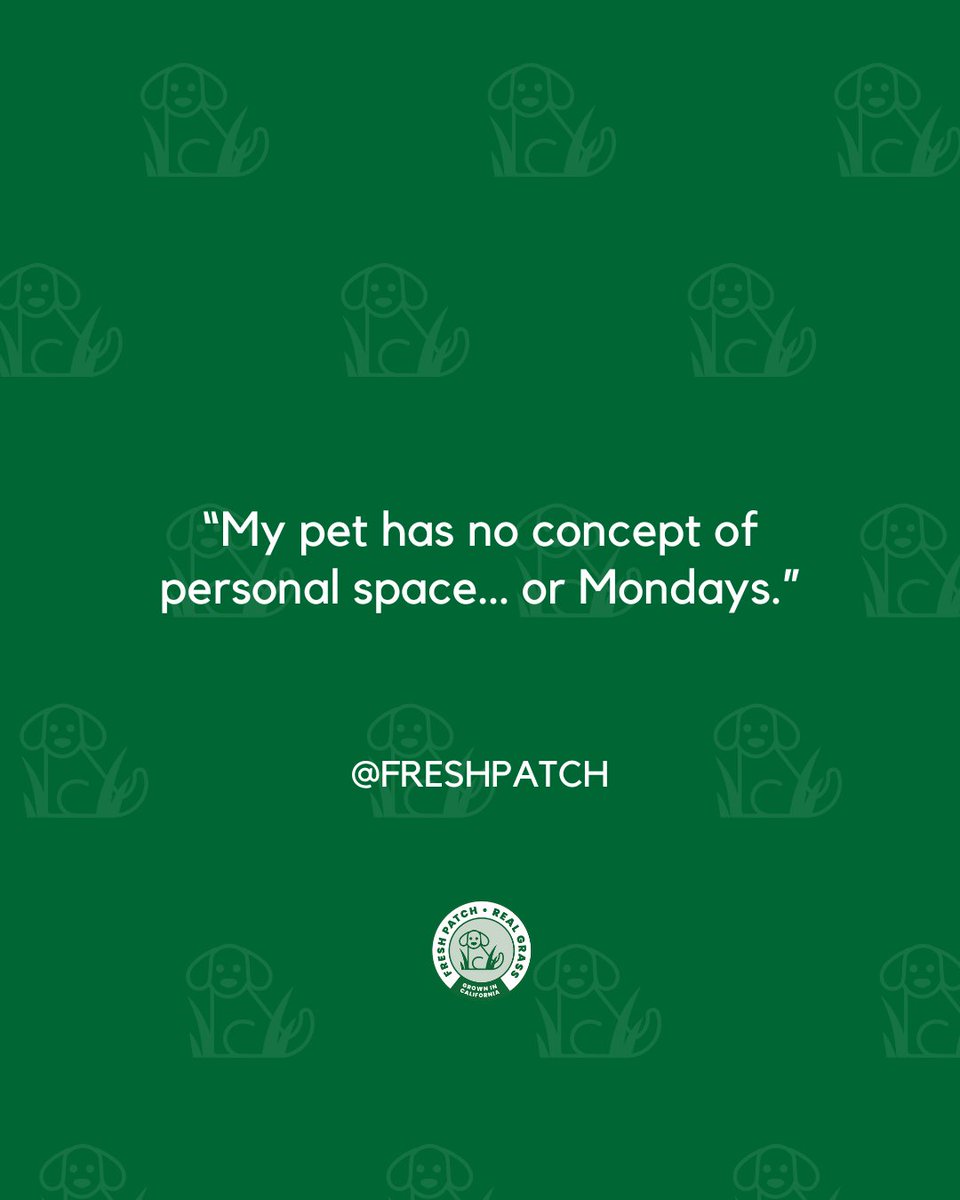FreshPatch's tweet image. If you know, you know. 🥱🤣🐾

#FreshPatch #PetParentLife
