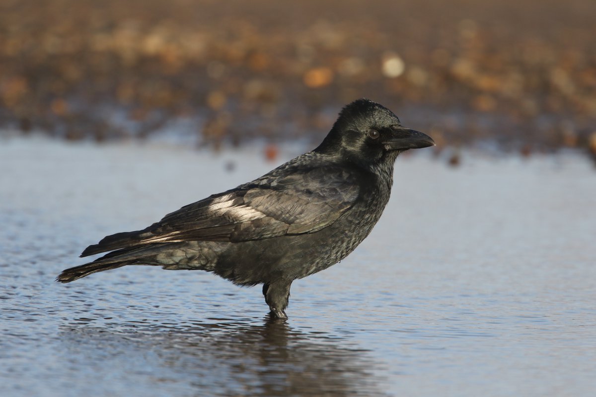 Peter Ransome tweet media