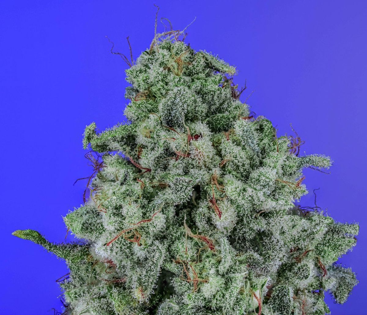 copycat genetics tweet media