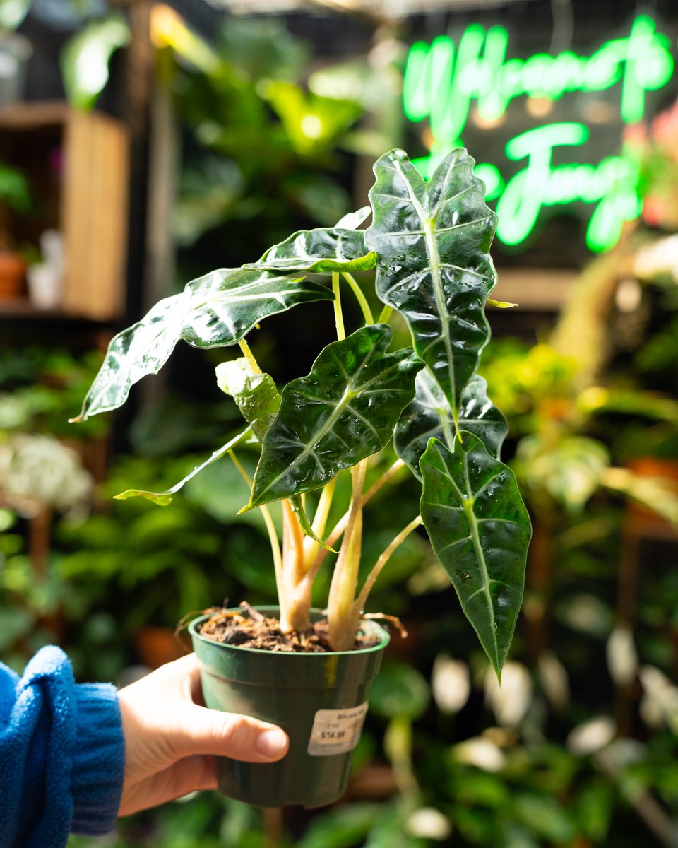 DriveLessRI's tweet image. Win a $50 gift card to this #PawtucketRI plant store! Walk, ride @RIPTA_RI, bike, carpool, or take the train to work or school instead of driving this week for a chance to win. Winner announced January 2, 2025. Download the Drive Less RI app to get started! #RhodeIsland