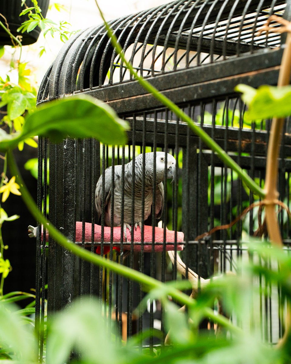 DriveLessRI's tweet image. Win a $50 gift card to this #PawtucketRI plant store! Walk, ride @RIPTA_RI, bike, carpool, or take the train to work or school instead of driving this week for a chance to win. Winner announced January 2, 2025. Download the Drive Less RI app to get started! #RhodeIsland