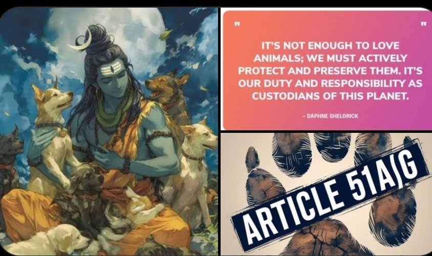 SpotzHaroon's tweet photo. @TheDogMother_ @SmartSanctuary @RahulGandhi @priyankagandhi @RenukaCCongress @Kanchanyadav000 @Kunal_Biswas707 @pankhuripathak @anil100y @ShrijeetNair06 @Bsankshay #judgesmustsee #alleyesoncruelty #justiceforindiandogs #savein https://t.co/ccI4tdfGWK