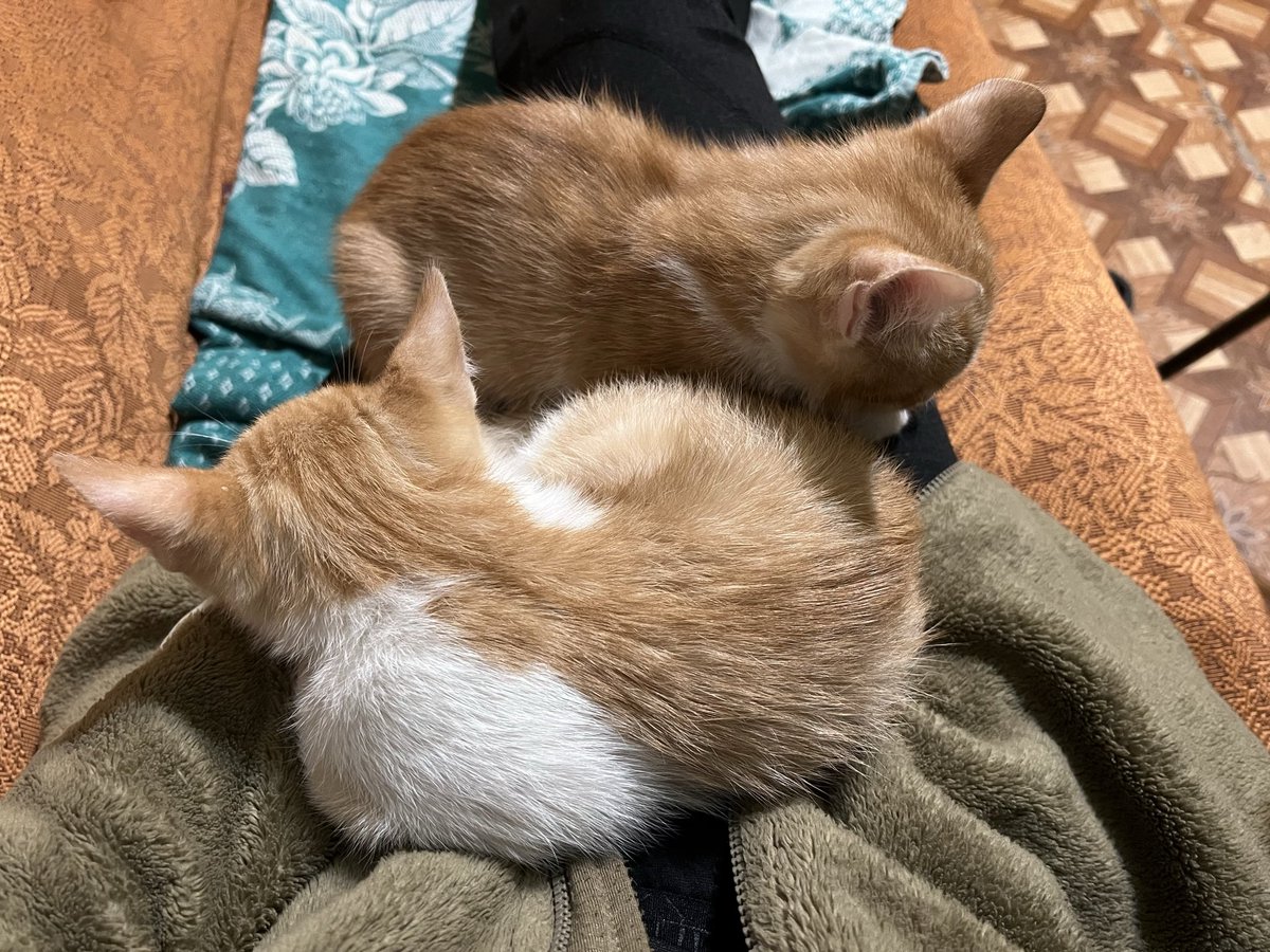 Прийшли і питають, чи знайшла їм родину
Заберіть малючків хтось 🥺