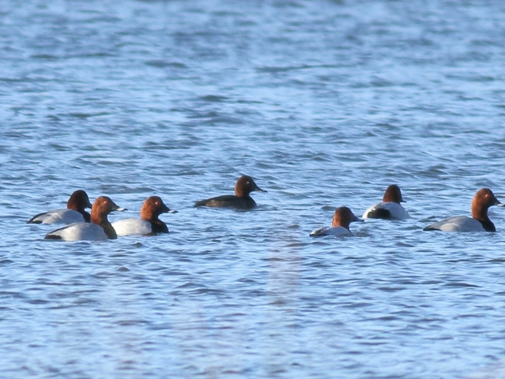 Alan_HP_Notts tweet media