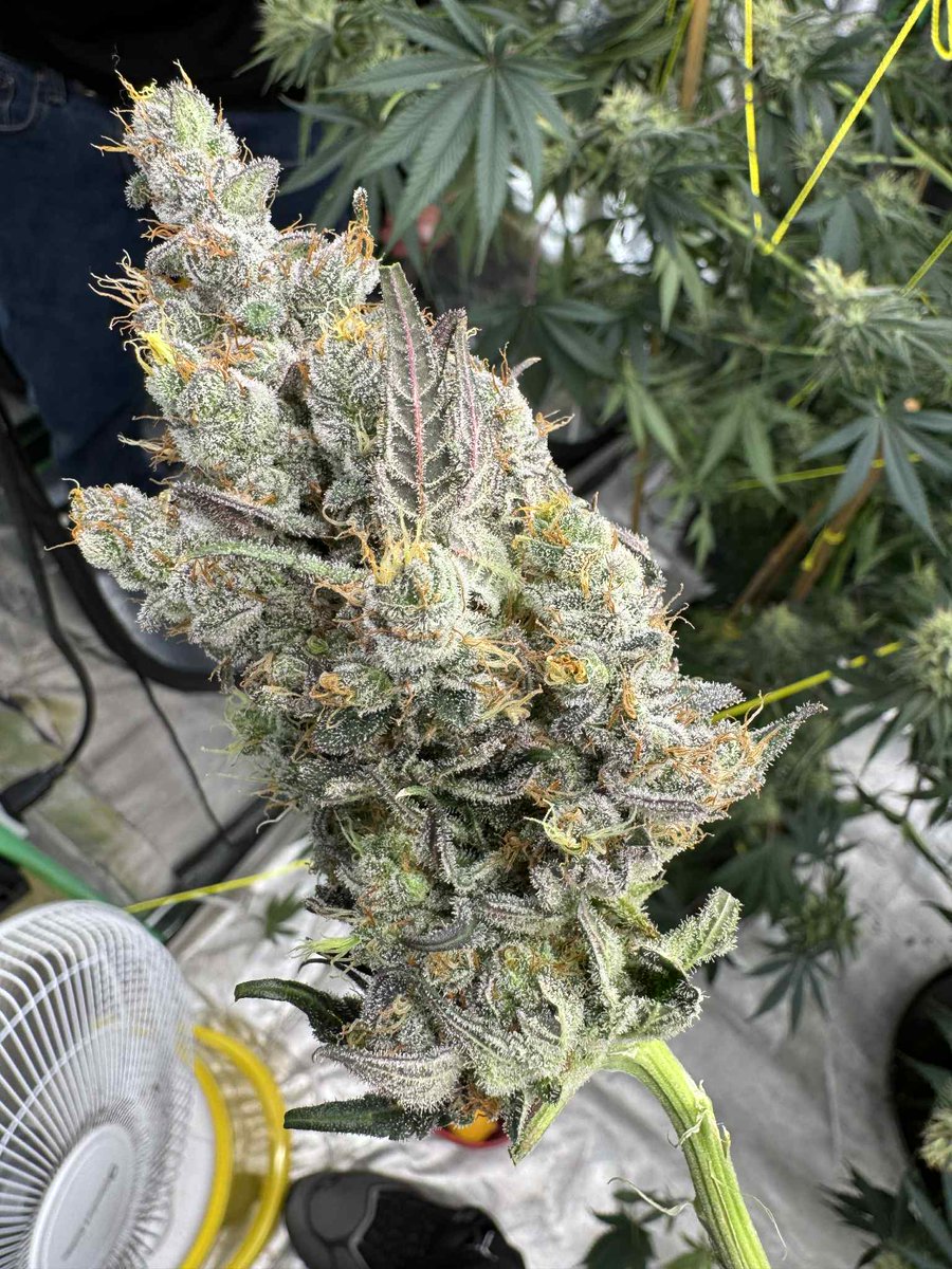 MidGrow's tweet image. It don't get much better than this... Thick, terpy,frosty and loud💨🔥
Blue Goo 
Athena Ag pro line
