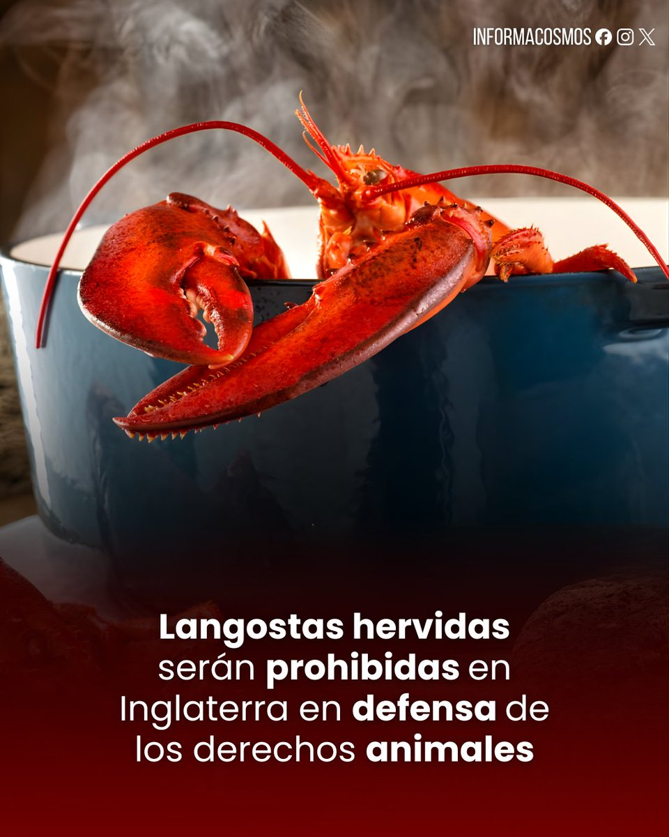 🏴󠁧󠁢󠁥󠁮󠁧󠁿 | Inglaterra prohíbe hervir langostas y cangrejos vivos en una nueva ofensiva por el bienestar animal.

El Gobierno británico ha anunciado una histórica prohibición que impedirá a chefs y cocineros domésticos hervir crustáceos vivos, una práctica tradicional que ahora es
