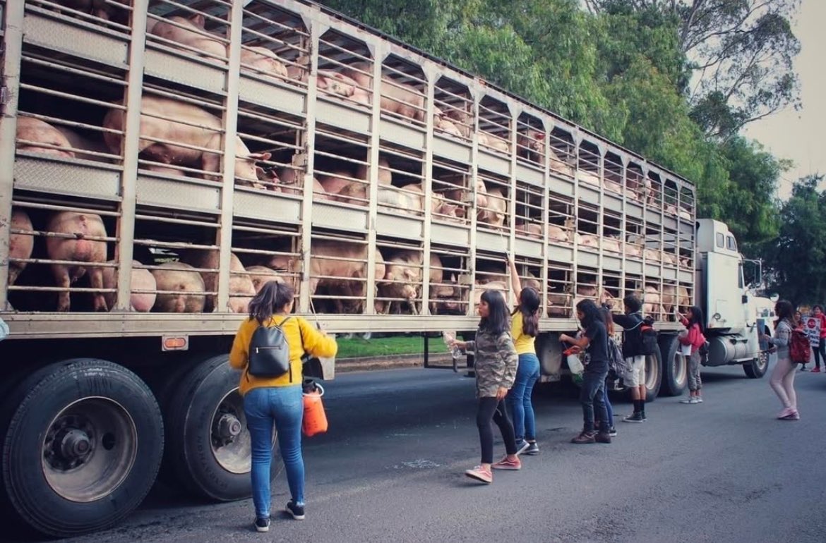 We look out from behind these iron bars, tongues parched, claustrophobic, and in the light we see you, surreal figures shrouded in a misty haze.  Your water is a deliverance, but to end this, join us as political animals.  

We are #OneBillionScreams
We are <a href="/PolAnimalClass/">We Are One Billion Screams</a>