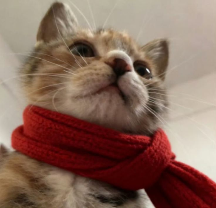 Baraa🐱 (@braauwu) on Twitter photo 