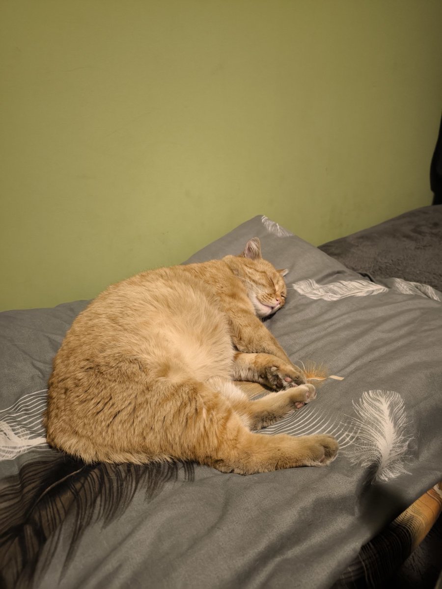 Сходила я на корпоратив этот,  лучше бы дома спала с котом. Скучно,  танцы урезали,  тк ресторан в жилом доме. В конкурсах я не участвую. Ну ладно было три горячих,  я пособирала мяса собакам в качестве гостинца.