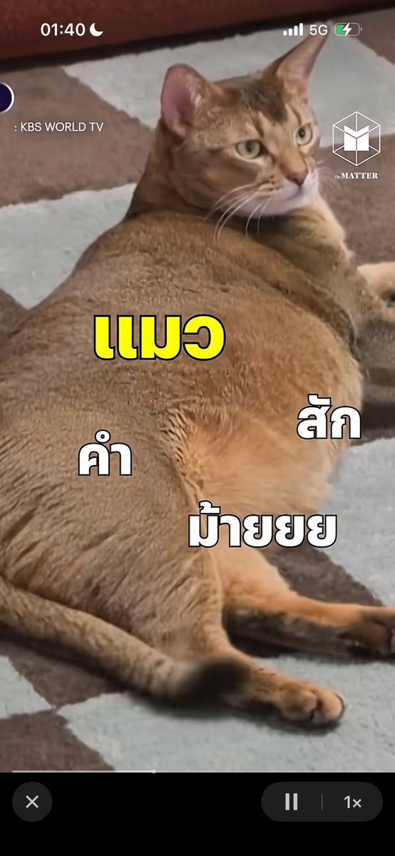 นอนเล่นติกตอกยังเจอตุ่มยุในคลิปไวรัล2025อะ ไวรัลในส่วนของไร อ้วน???