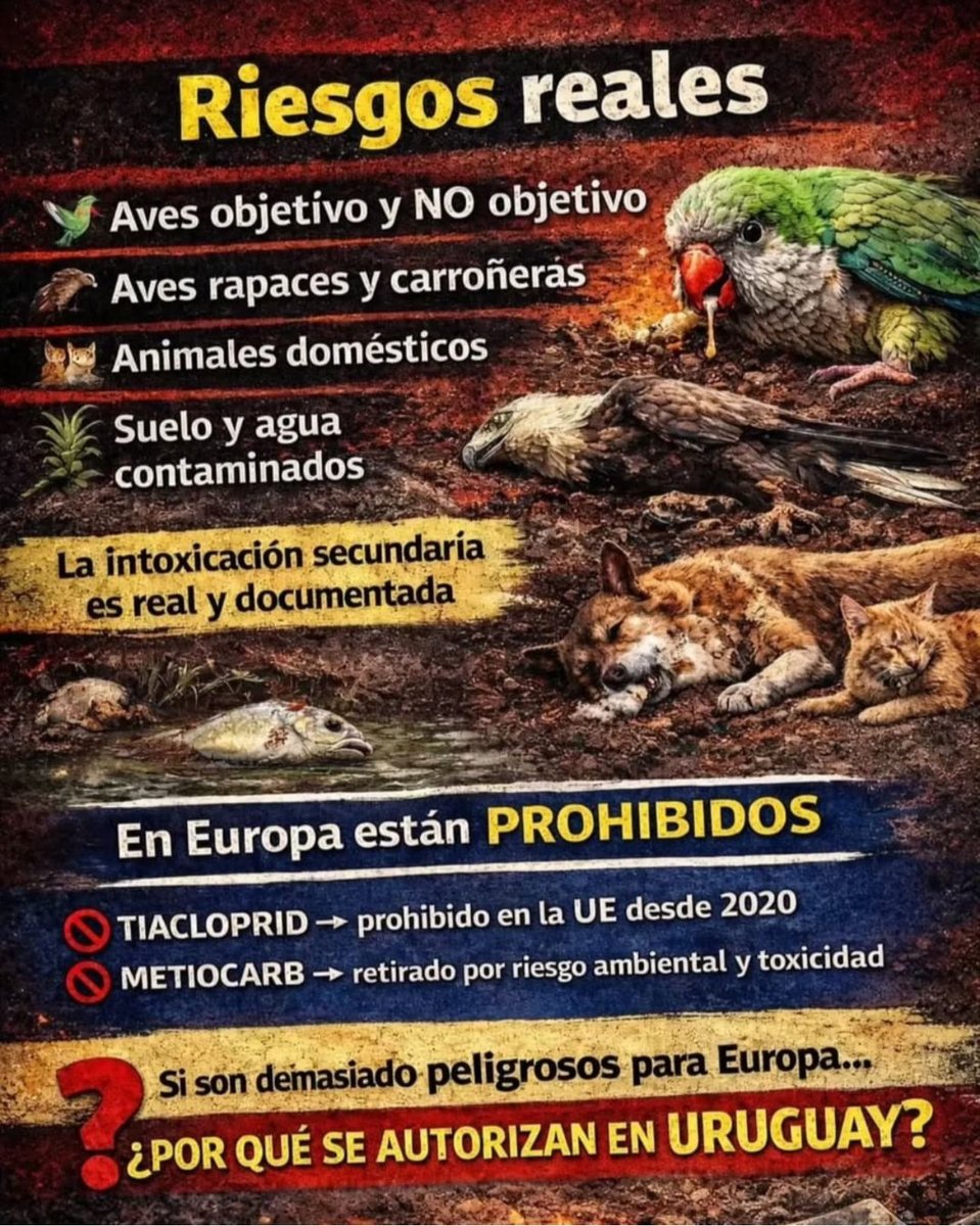 Van a acabar con toda la fauna!!! 

#NoALaMatanzaDeCotorra
#NoAlEnvenenamientoDeFauna

<a href="/camboue/">Sebastian Da Silva</a> <a href="/AlfredoFratti/">Alfredo Fratti</a> <a href="/CarambulaMatias/">Matias Carambula</a>
<a href="/OrtunoEdgardo/">Edgardo Ortuño</a> <a href="/MAmbienteuy/">Ministerio de Ambiente</a> @mgapuruguay <a href="/OrsiYamandu/">Yamandú Orsi</a>