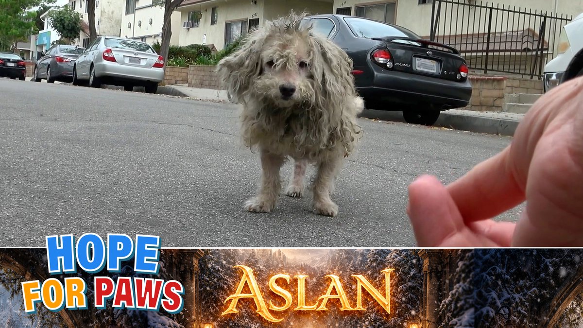 Hope For Paws tweet media