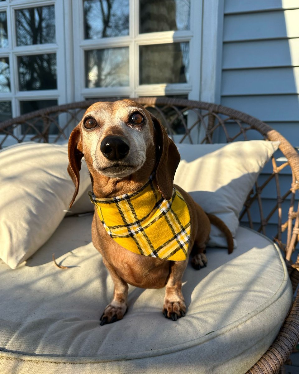 BarkBarkAccs's tweet photo. Check out these cuties Marnie and Hazel, two more happy pups modeling our test run! Thank you for sporting our look! 2026 is gonna be stylin 

#BarkBarkAccessories #BarkBarkBandanas #DogsofInstagram #PuppyStyle #DogFashion #DogMomLife #DogDadLife #PupStyle #DogApparel #dogwear https://t.co/ncLI44zrC2