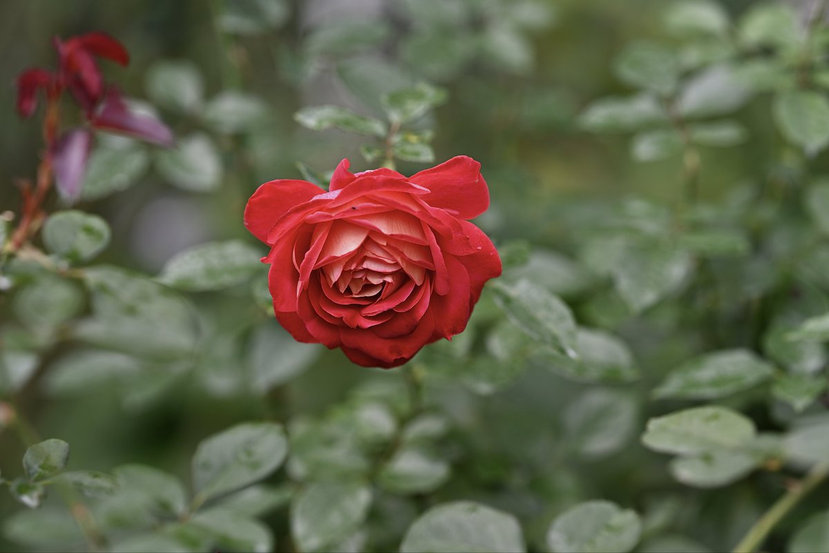 Yuzumi様確認用です。 For Display Only | Ukinami Yuzuha 