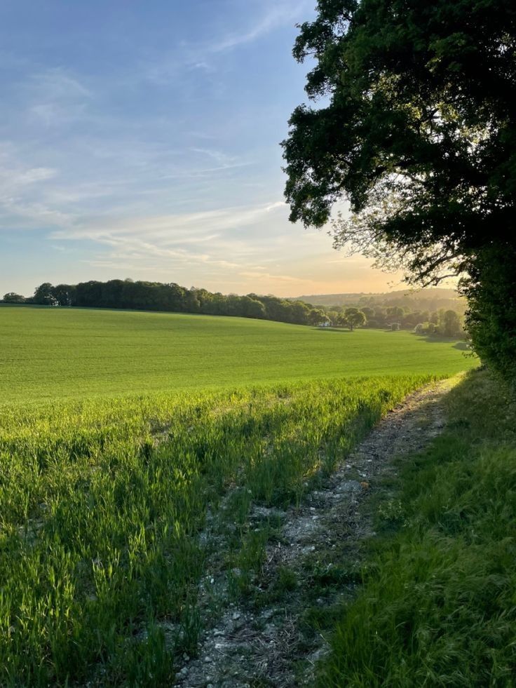 greenvibe's tweet image. 