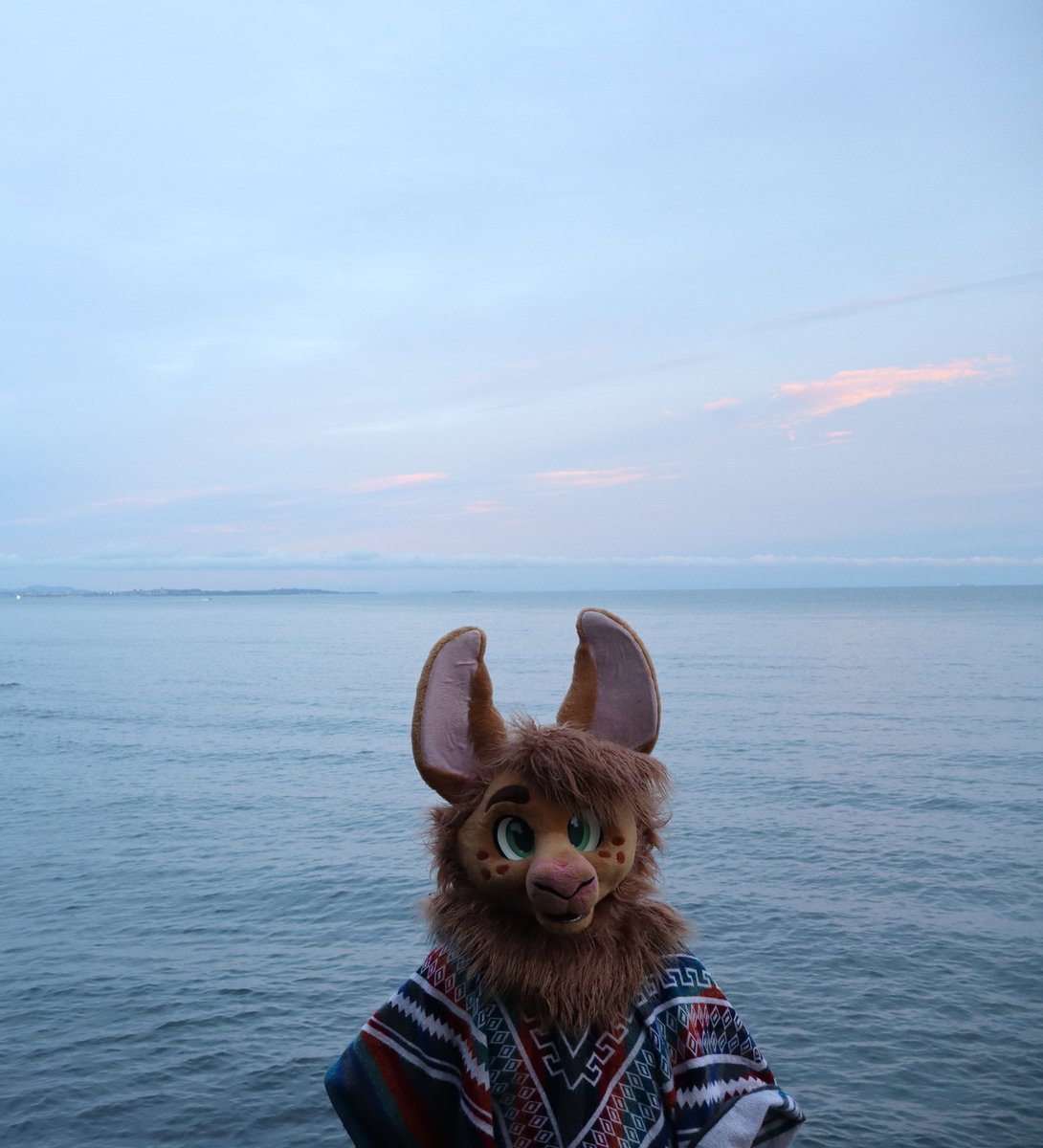 Carth the Llama tweet media