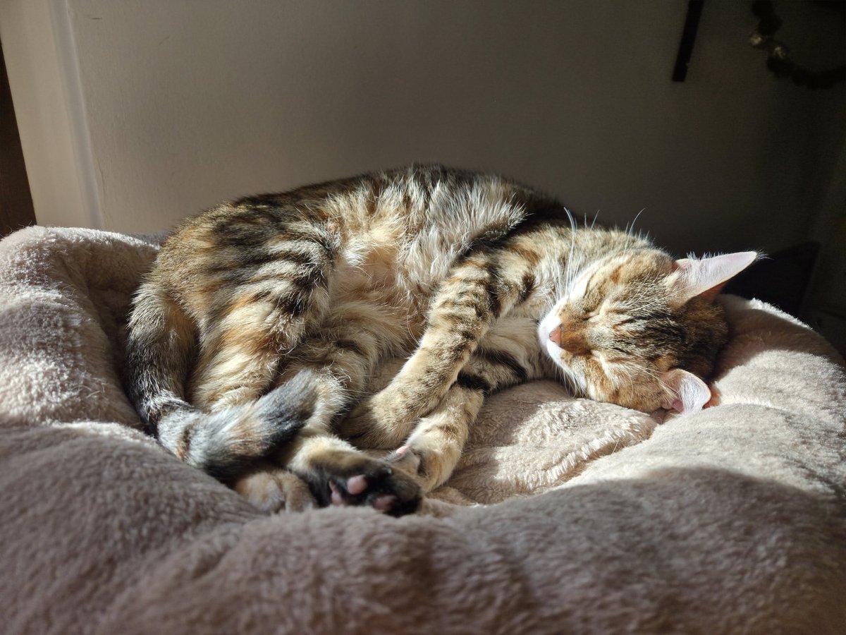 KiritzuguArt's tweet image. Hi, i remade an actual post and not a retweet sorry.. thought i would never have to make this kind of post and refrained doing them in the past for other reasons, but sadly my cat Power is really sick. All details can be found in the link below. The bills are very expensive for…