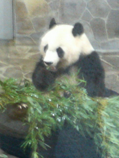 たんたんさん。ご確認お願いします♡ 足が短い❓失礼な❣ と興興さんに言われました。 🤣🎶（妄想）