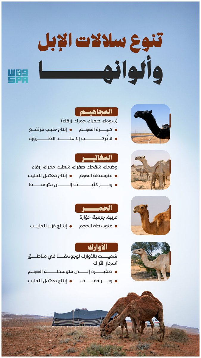 السلالات الإبلية واختلاف ألوانها وإنتاجها.
#واس