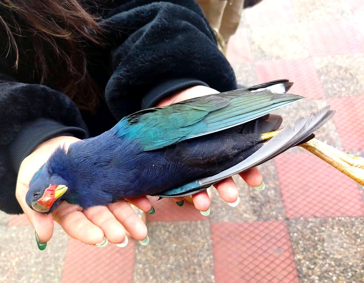 Qué horror. Hoy aparecieron varias tinguas azules muertas por infarto tras el uso de pólvora cerca al humedal Tibanica, en Bosa, Bogotá 😢

A pesar de las denuncias,  las autoridades nunca llegaron y los culpables están tranquilos como si nada
<a href="/PoliciaBogota/">Policía Metropolitana de Bogotá</a>

Mientras tanto, en