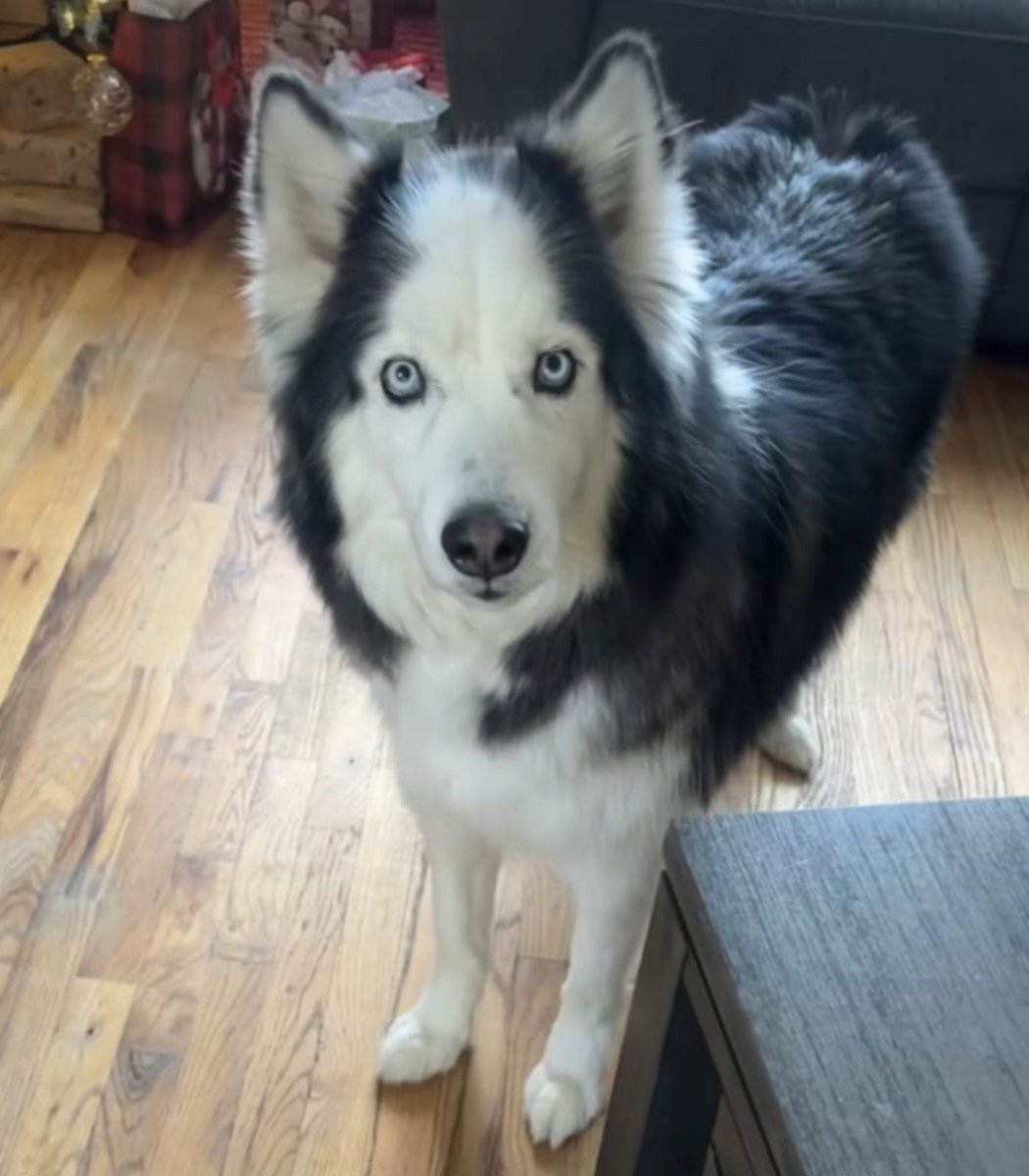 Dexerto's tweet image. A dog has gone viral on TikTok for looking like he has a receding hairline