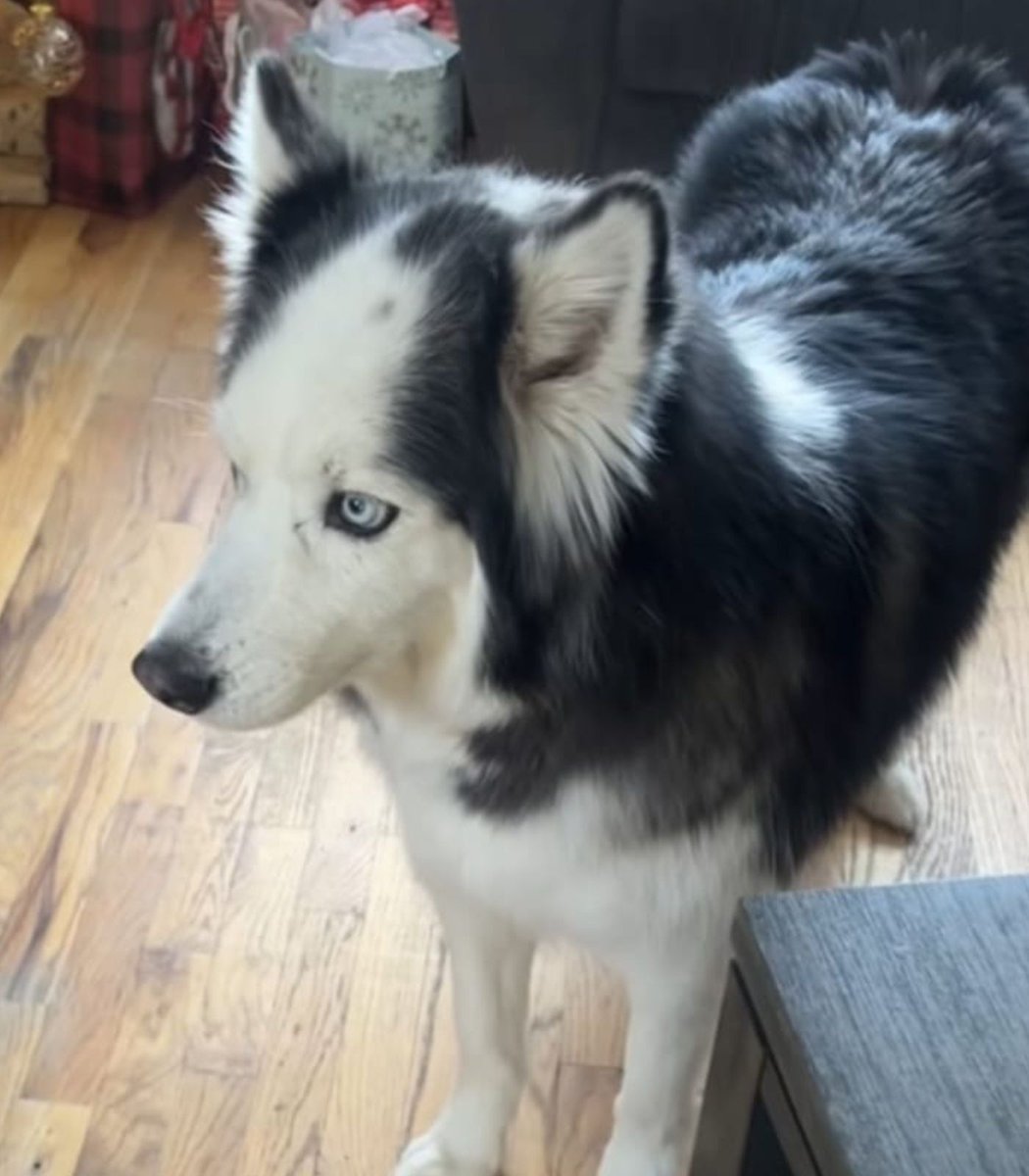 Dexerto's tweet image. A dog has gone viral on TikTok for looking like he has a receding hairline