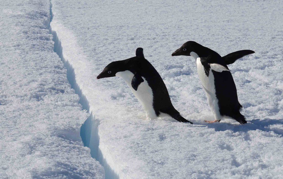 アデリーペンギンも海氷のクラックを確認しながら、よいしょ！#南極 #観測隊 #Antarctic #penguin